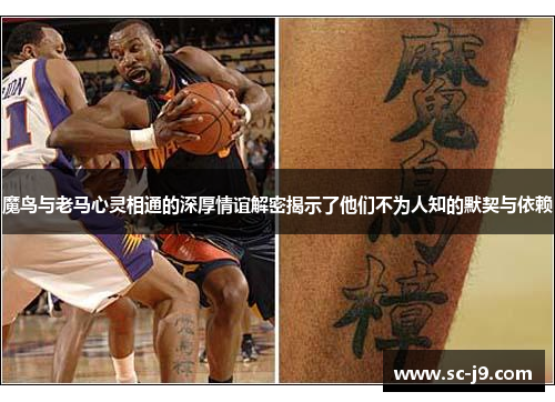 魔鸟与老马心灵相通的深厚情谊解密揭示了他们不为人知的默契与依赖